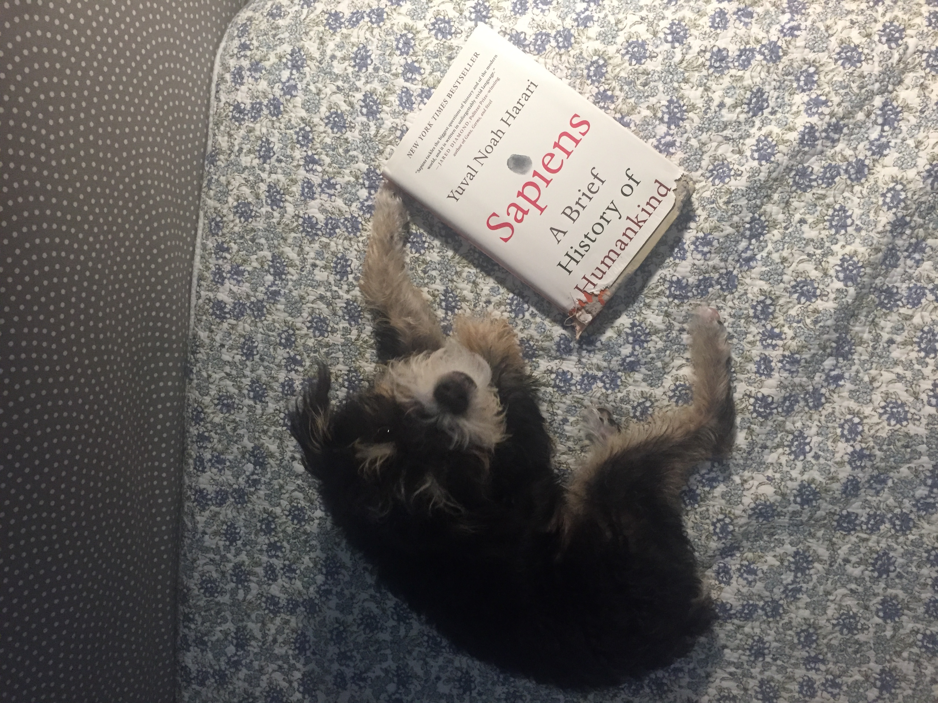 Dog with Sapiens book